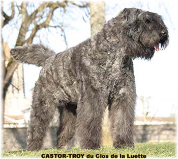 bouvier des flandres du clos de la luette - copyright d&eacute;pos&eacute;